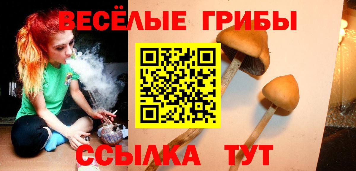 где продают   Псилоцибиновые грибы Cubensis  Вход с VPN  Клин 